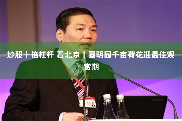 炒股十倍杠杆 看北京｜圆明园千亩荷花迎最佳观赏期